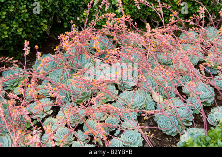 Echeveria glauca ` Hens & Chickens` Stock Photo